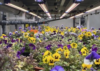 UNS Farms expands its Edible Flowers Range